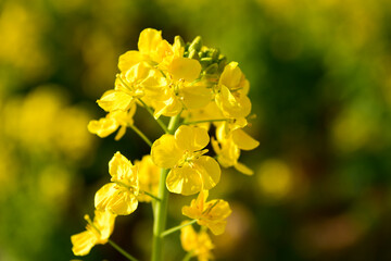 Obraz premium 菜の花畑