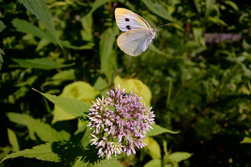モンシロチョウの飛翔（北海道・層雲峡）
