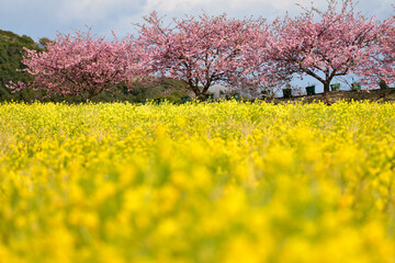 Fototapeta premium 菜の花畑