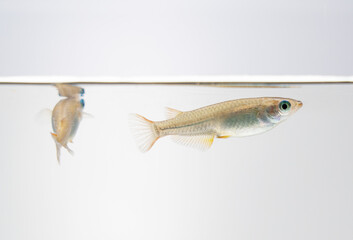 Japanese killifish swimming in an aquarium