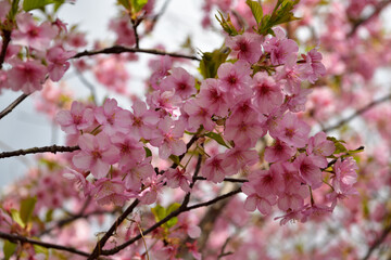 河津桜