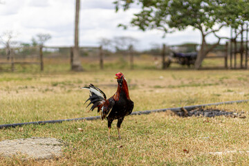 rooster on the farm