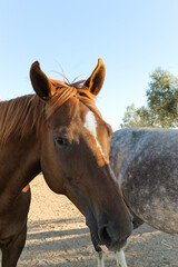 Naklejka premium Portrait of a horse, Alentejo, Portugal