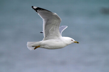Ring billed gulls resting, playing, flying, looking for food and fishing at lake on freezing cold day in late winter
