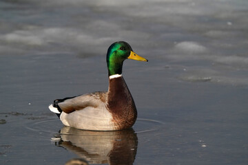 Mallard ducks at the thawing out harbour in evening light, resting, preening, feeding, socializing and flying