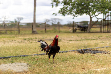 rooster on the farm