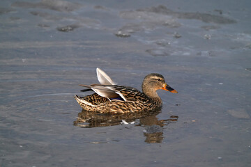 Mallard ducks at the thawing out harbour in evening light, resting, preening, feeding, socializing and flying