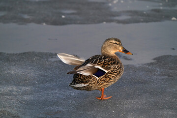 Mallard ducks at the thawing out harbour in evening light, resting, preening, feeding, socializing and flying
