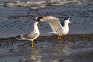 Ring billed gulls resting, playing, flying, looking for food and fishing at lake on freezing cold day in late winter
