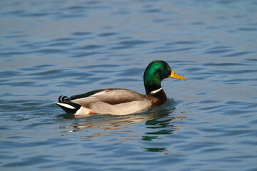 Mallard ducks at the thawing out harbour in evening light, resting, preening, feeding, socializing and flying