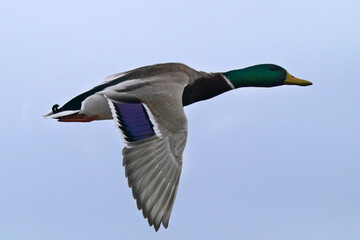 Mallards in thawing harbour in evening in spring flying feeding and resting
