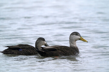 American Black duck pair on thawing icy harbour in evening light in spring
