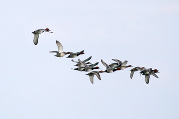 Flock of Redhead ducks flying over lake