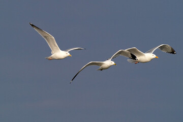 Ring Billed gulls on sandy icy shoreline during spring thaw in evening light
