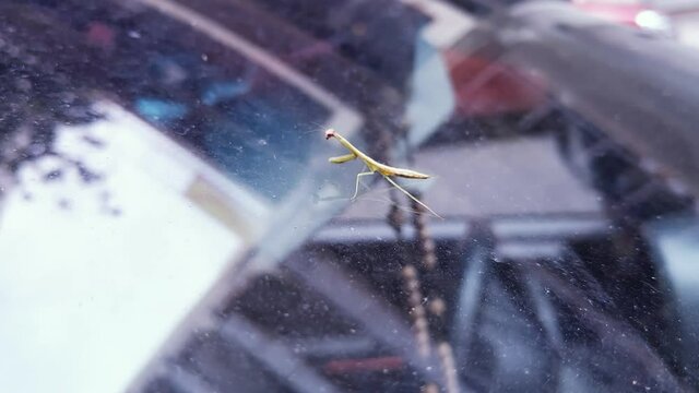 Small Mantis walking on a Parked Car in Buenos Aires, Argentina. Close Up. 4K Resolution. 