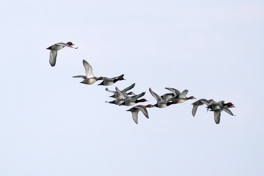 Flock of Redhead ducks flying over lake