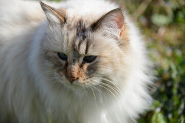 Obraz premium 野原にいた、毛がふさふさしたカワイイ白猫