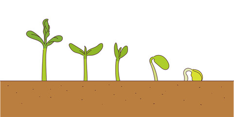 The stage in which the sprout grows.