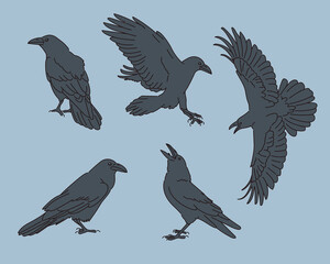 Various poses of the crow illustration