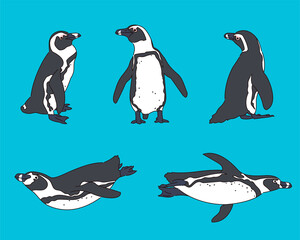 Cute penguin illustration.