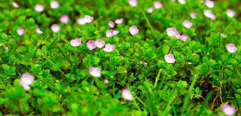 pink flowers in the grass