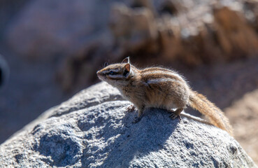 Obraz premium Chipmunk, Bear Lake, Rocky Mountain National Park