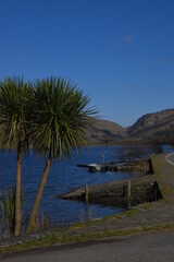 a palm tree next to a lake on the road side with mountains in the background and a boat on the lake