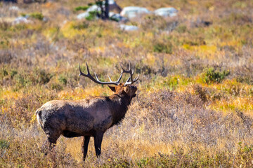 Bugling Bull Elk, Rocky Mountain National Park