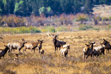 Naklejka na ściany i meble Elk Herd, Rocky Mountain National Park