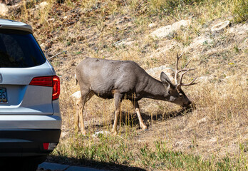 Mule Deer, Rocky Mountain National Park