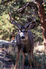 Naklejka na ściany i meble Mule Deer, Rocky Mountain National Park