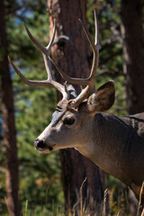 Mule deer, Rocky Mountain National Park