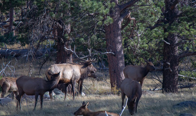 Elk herd, Rocky Mountain National Park