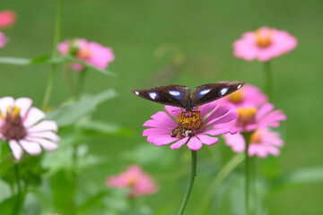 Fototapeta na wymiar Butterfly sucking nectar on the pink flower and many insects