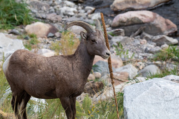 Bighorn Sheep, Rocky Mountain National Park