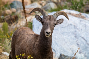 Bighorn Sheep, Rocky Mountain National Park