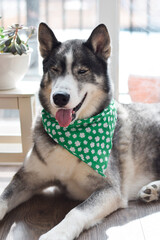 Portrait of husky dog wearing green St. Patrick's day bandana  