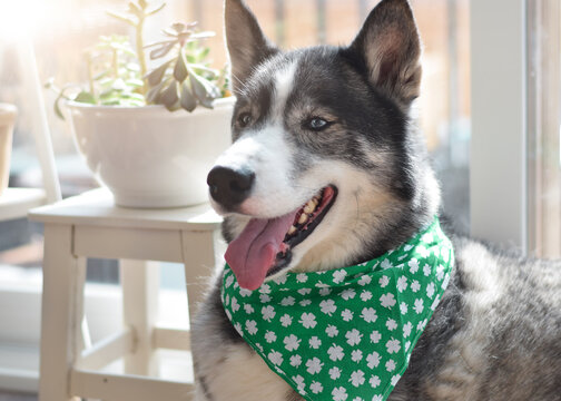 Portrait Of Husky Dog Wearing Green St. Patrick's Day Bandana  