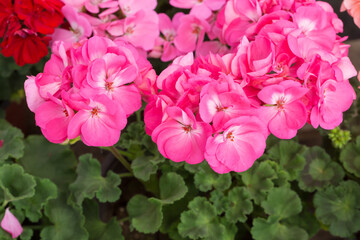 Outdoor geranium red flowers and green leaves，Pelargonium hortorum