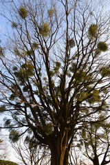 冬季に存在感のある常緑樹の宿り木