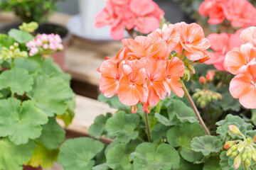 Obraz premium Outdoor geranium red flowers and green leaves，Pelargonium hortorum