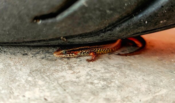 Sphenomorphus or skink lizard under the tire with clear face and blurry body and background.