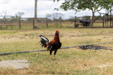 rooster in the grass