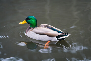 Duck on Murky Waters
