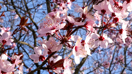 árbol flor de cerezo primavera blanco y rosa