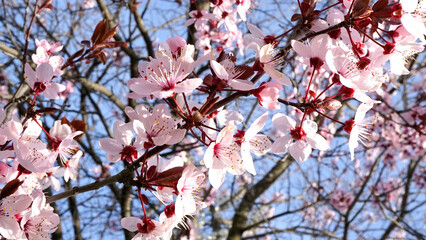 árbol flor de cerezo primavera blanco y rosa