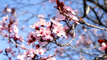árbol flor de cerezo primavera blanco y rosa