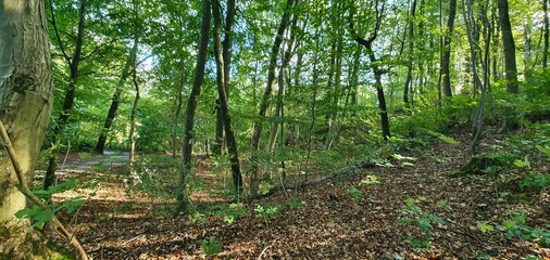 Fototapeta premium tree in the forest
