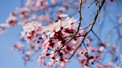 árbol flor de cerezo primavera blanco y rosa