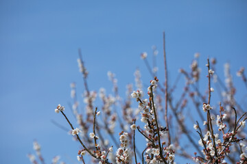 白梅　春　めでたい